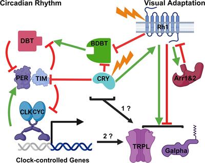 Circadian rhythms in the Drosophila eye may regulate adaptation of vision to light intensity